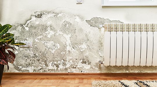 Toxic Mold on Wall